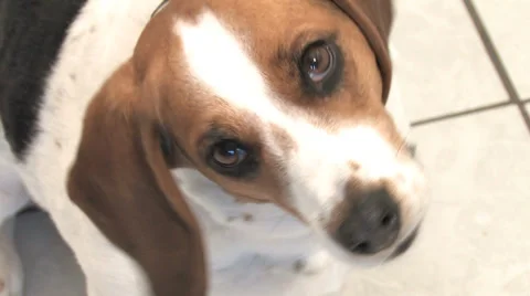 Beagle Tilting Head 库存影片 38577769