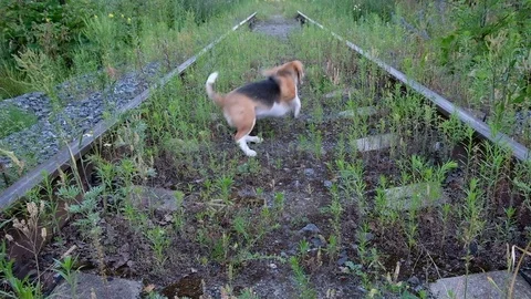 Beagle on a walk brings the slipper Stock Footage 77843034
