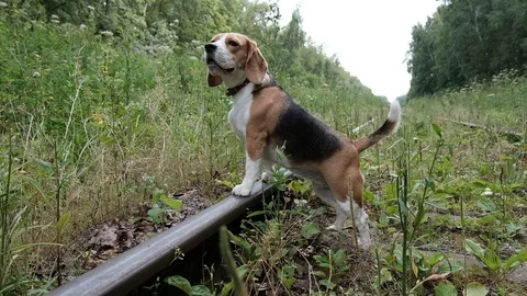 Beagle on a walk Stock Footage 77779421