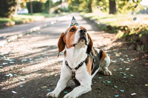 Beagle walking in birthday hat Stock Photos