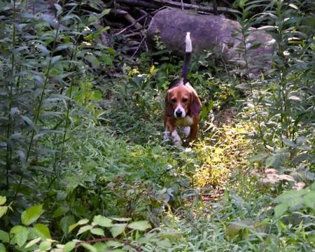 A beagle walking in the woods Stock Photos