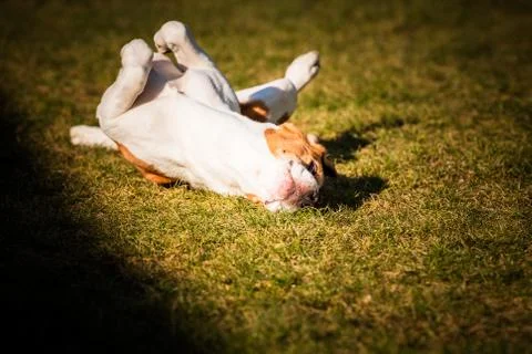 Beagle wallow and roll on grass. Dog has relaxation time lying down on green  Stock Photos