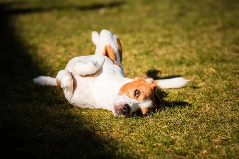 Beagle wallow and roll on grass. Dog has relaxation time lying down on green  Stock Photos