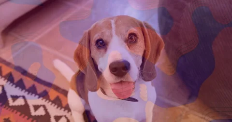 Beagle wearing collar sitting on patterned rug next to sofa in pet care tutorial 動画素材 314095491