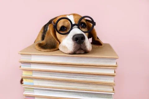 Beagle wearing glasses resting on a stack of books on a pink background. Foto stock