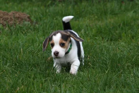 Beagle-Welpe Stock Photos