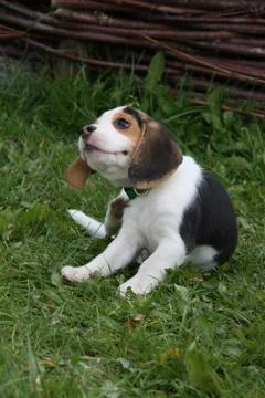 Beagle-Welpe Stock Photos