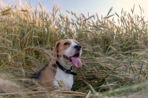 Beagle in a wheat field in summer Stock Photos