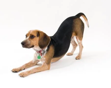 Beagle on White Background Stock Photos