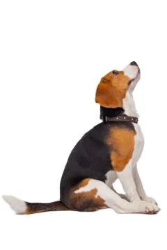 Beagle on a white background Stock Photos