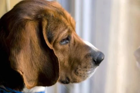Beagle at the window Stock Photos