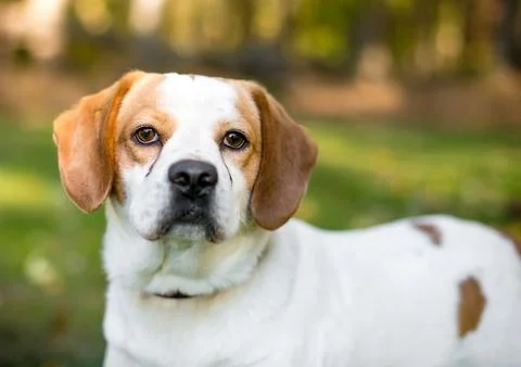 A Beagle x Spaniel mixed breed dog with tear stains Stock Photos