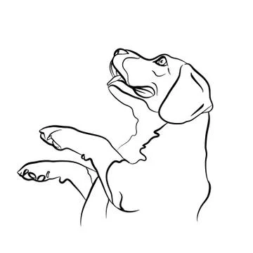 Beagle,begging for food Stock Illustration