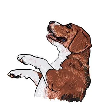 Beagle,begging for food Stock Illustration