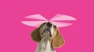 Beaglecopter Stock Footage