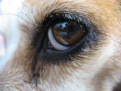 Beagle's Eye - Macro Stock Photos