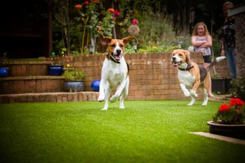 Beagles having fun running Stock-Fotos