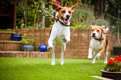 Beagles having fun running Stock Photos