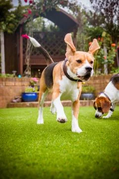Beagles having fun running Stock Photos