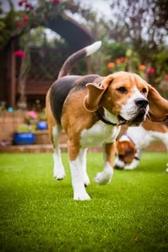 Beagles having fun running Stock-Fotos