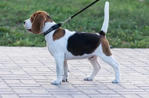 Beagles in the park Stock Photos