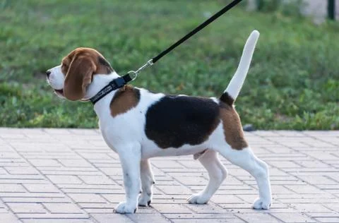 Beagles in the park Stock Photos