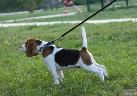 Beagles in the park Stock Photos