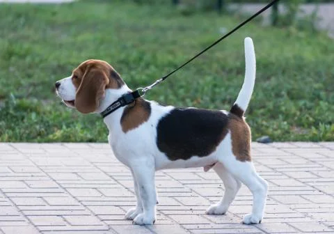 Beagles in the park Stock Photos