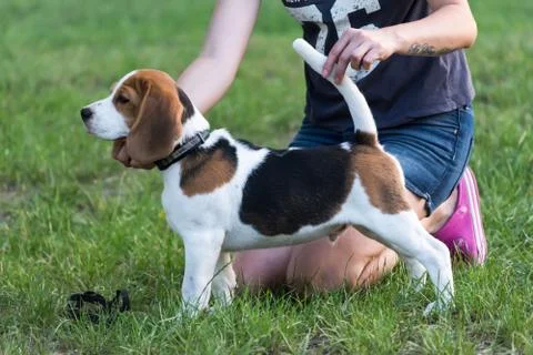 Beagles in the park Stock Photos