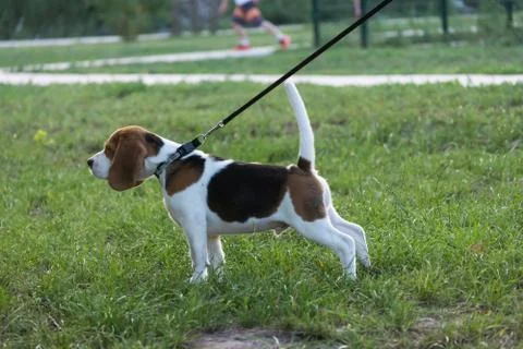 Beagles in the park Stock Photos