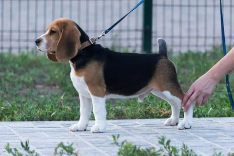 Beagles in the park Stock Photos