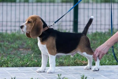 Beagles in the park Stock Photos