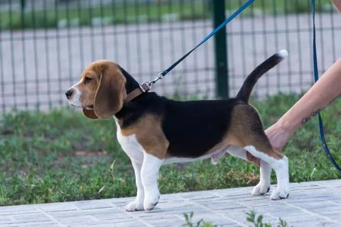 Beagles in the park Stock Photos