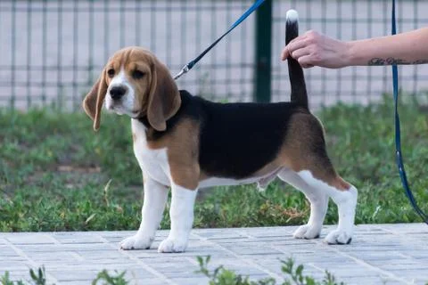 Beagles in the park Stock Photos