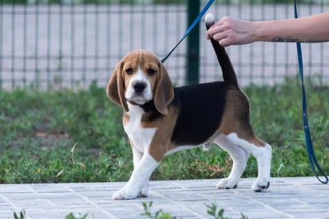 Beagles in the park Stock Photos