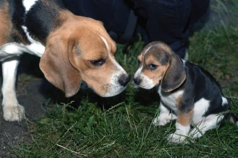 Beagles Stock Photos