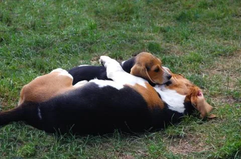 Beagles Stock Photos