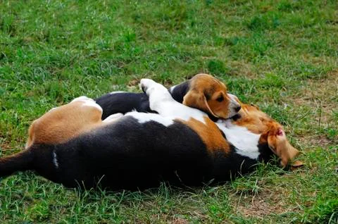 Beagles Stock Photos