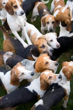 Beagles Stock Photos