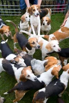 Beagles Stock Photos