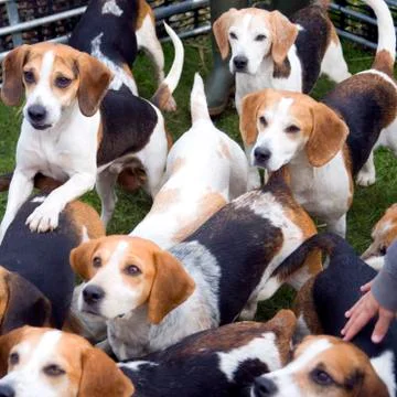 Beagles Stock Photos