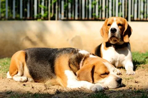 Beagles sunbathe on the yard Stock Photos