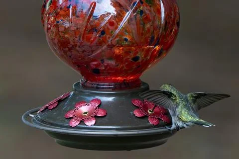 Beak Deep Stock Photos