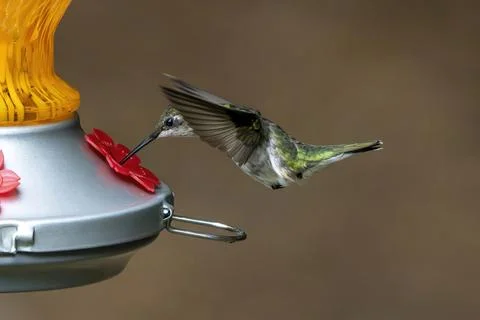 Beak Deep Stock Photos