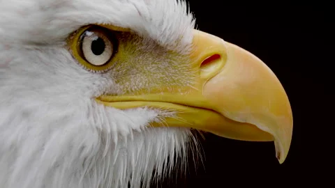Beak Extreme Close Up, Powerful Bald Eagle Yellow Piercing Eagle Eye Stock Footage 293171010