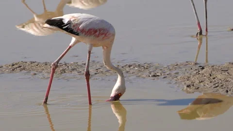 The beak of a flamingo turned upside down while feeding Stock Footage 164310175