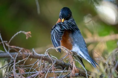 Beak in Geathers Foto stock