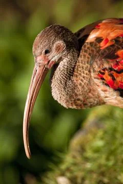 Beak of a red Ibis Stock Photos
