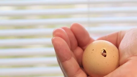 The beak of an unborn chicken breaks through the egg shell Stock Footage 153050629