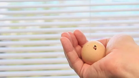 The beak of an unborn chicken breaks through the egg shell Stock Footage 153050630